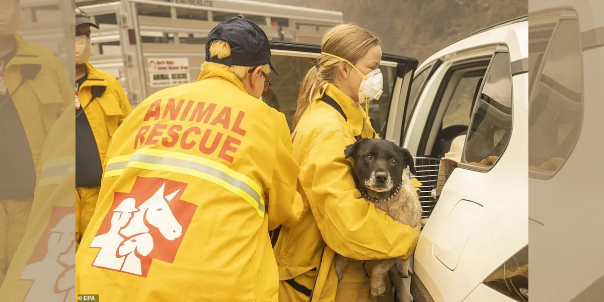 What 2025 Taught Me About Animal Rescue: Stories, Stats & Hope in Action