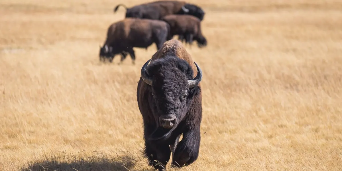 Montana Tribes Bring Home Yellowstone Bison – A Conservation Success