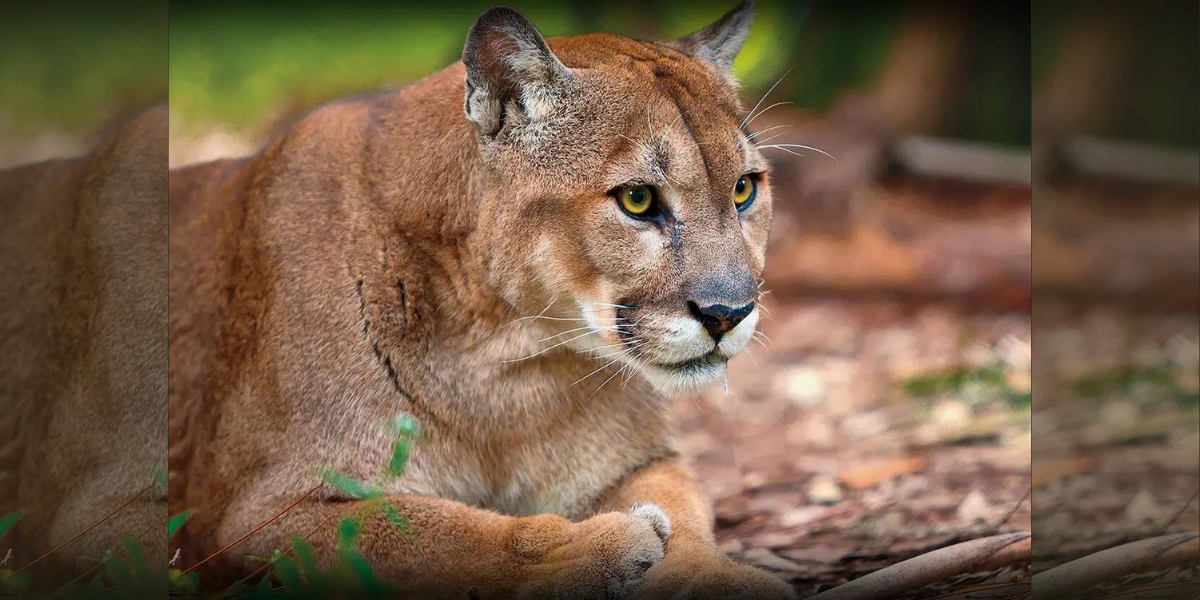 Florida’s Wildlife Corridor Triumph: Saving the Panther’s Path