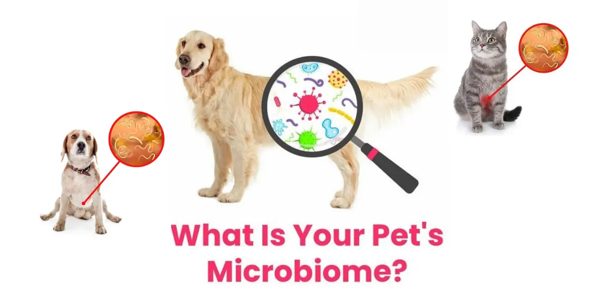 The LA Wellness Revolution: Personalized Pet Microbiome Nutrition in California